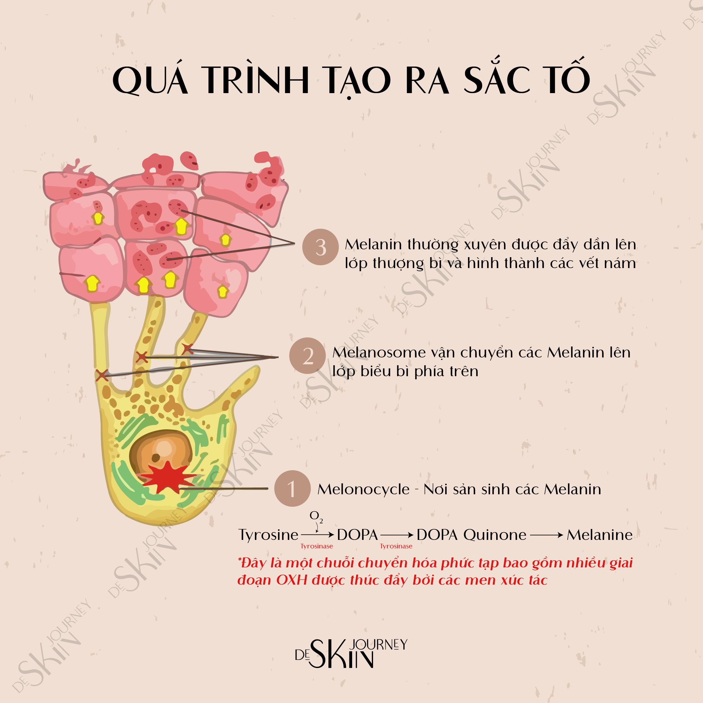 De Skin Journey: Brand Renewal & Freelance Projects